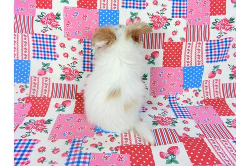 成約済の千葉県のパピヨン-69024の8枚目